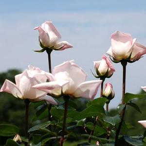 Фарфорово-розовая - Чайно-гибридные розы